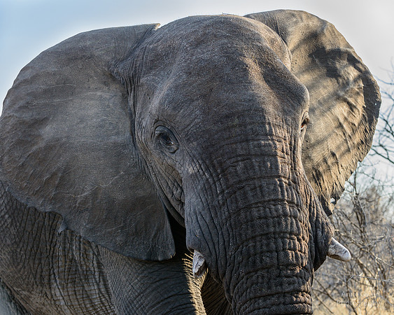 Elephant Bull, Etosha NP