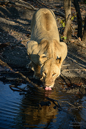 Lioness drinking, Etosha NP