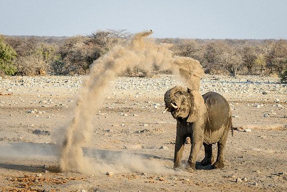 Elephant Mother, Etosha NP