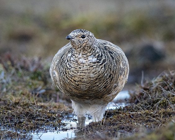 Rock Ptarmigan, female