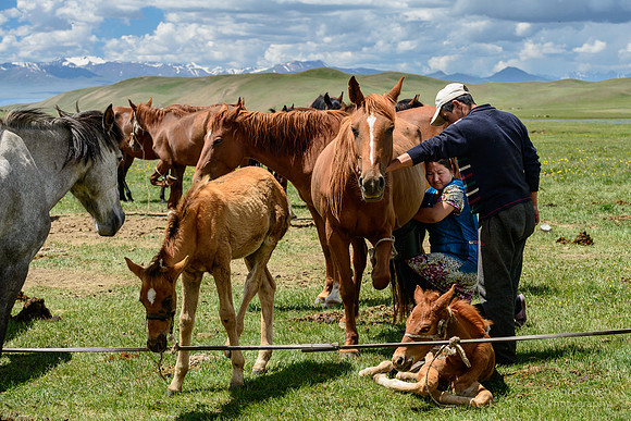 Milking Mares, Song-Kul Valley
