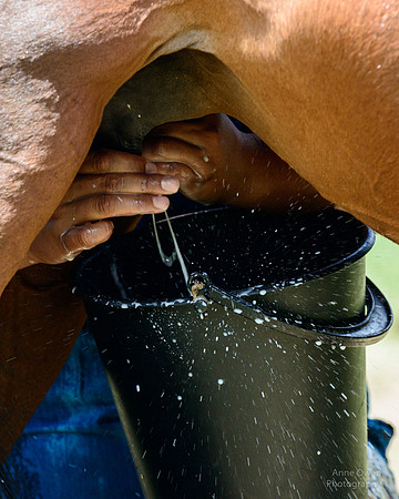 Milking a Mare, Song-Kul