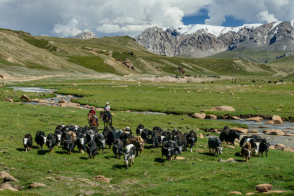 Herding Yaks, en route to Kol Suu