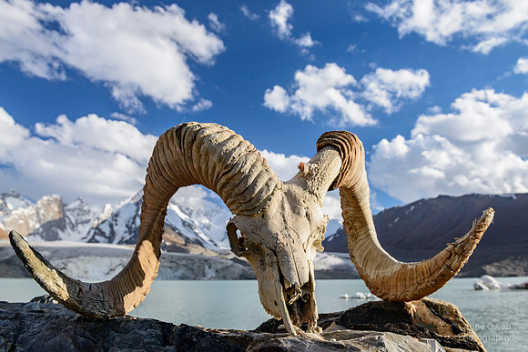Marco Polo Sheep Skull