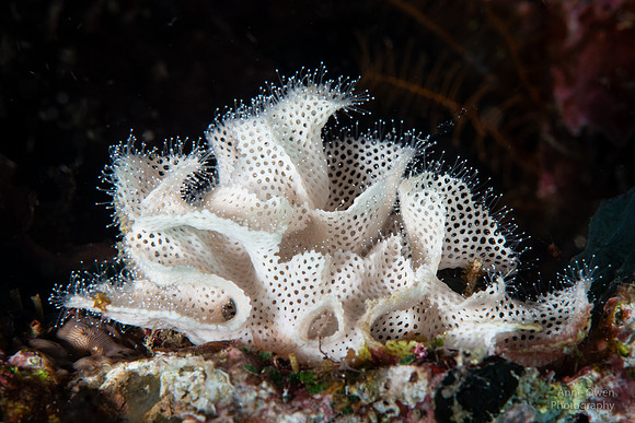 Bryozoan