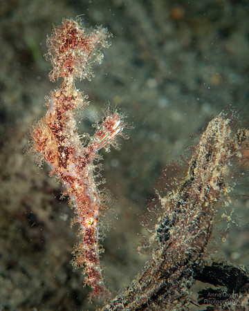 Roughsnout Ghost Pipefish