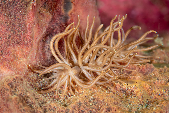 Nudibranch