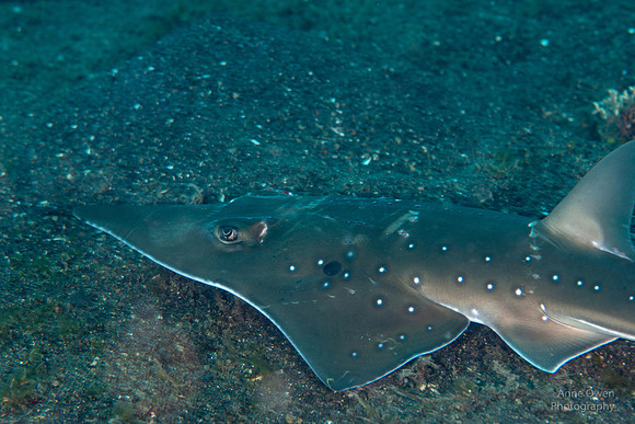 Guitarfish
