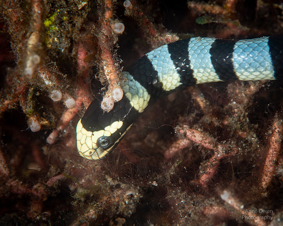Banded Sea Snake