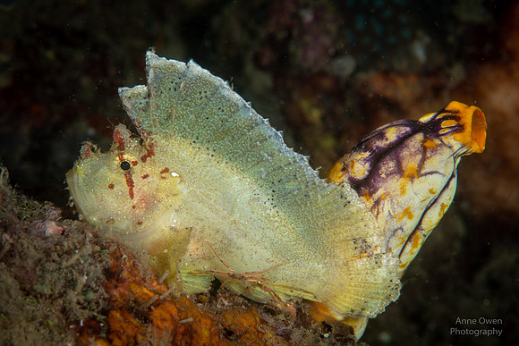 Leaf Scorpionfish