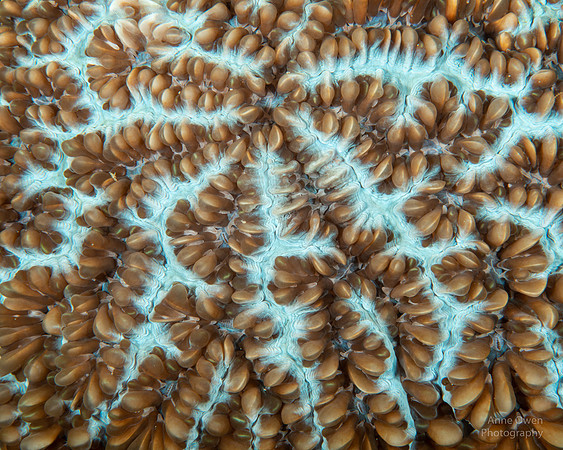 Hard Coral Detail