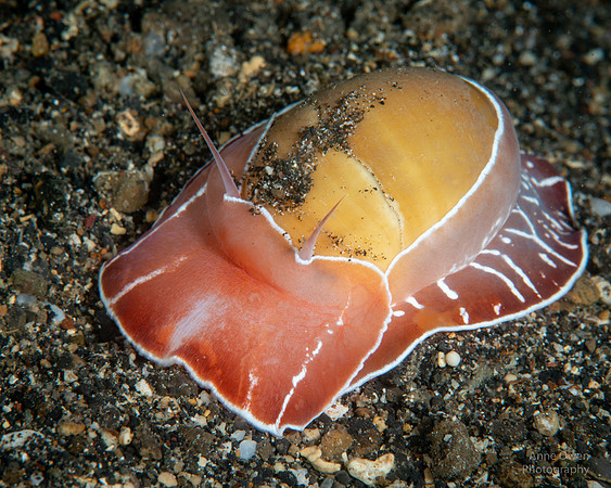 Moon Snail at night