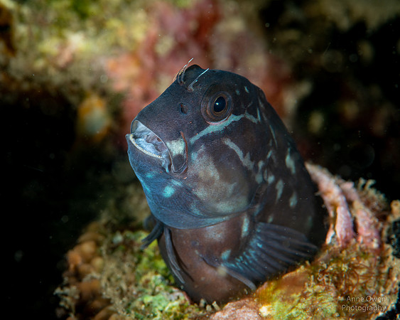 Barred Blenny
