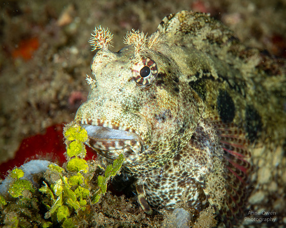Jeweled Blenny
