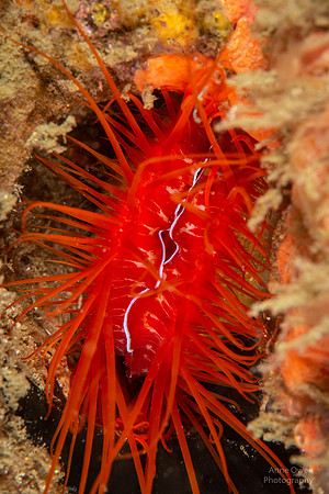 Electric Clam