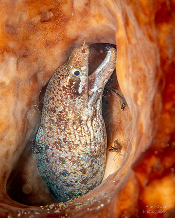 Bar-finned Moray in sponge, with shrimp