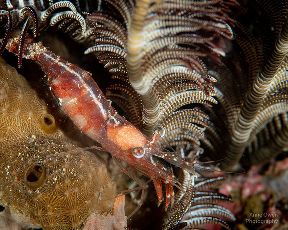 Shrimp with Crinoid at night