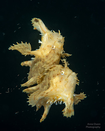Sargassum Frogfish reflected in surface