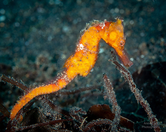Common Seahorse