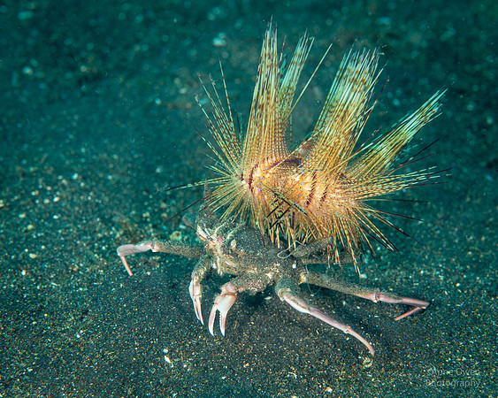 Carrier Crab with Long-Spined Urchin