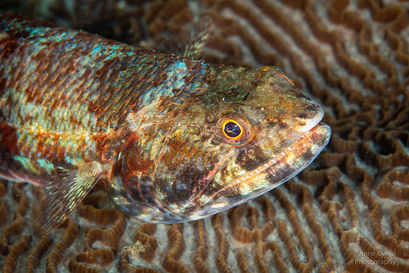Lizardfish