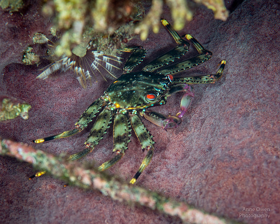 Flat Rock Crab