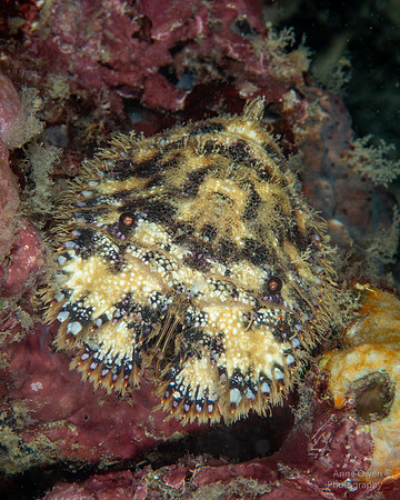 Slipper Lobster