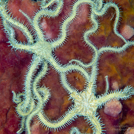 Brittlestars at night