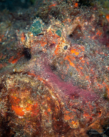 Esturine Stonefish