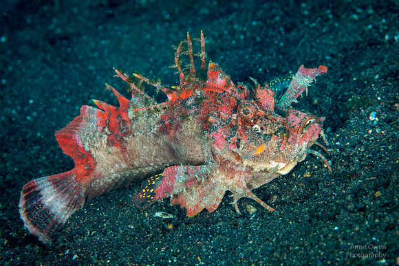 Spiny Devilfish