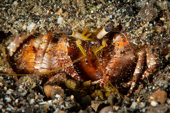 Hermit Crab