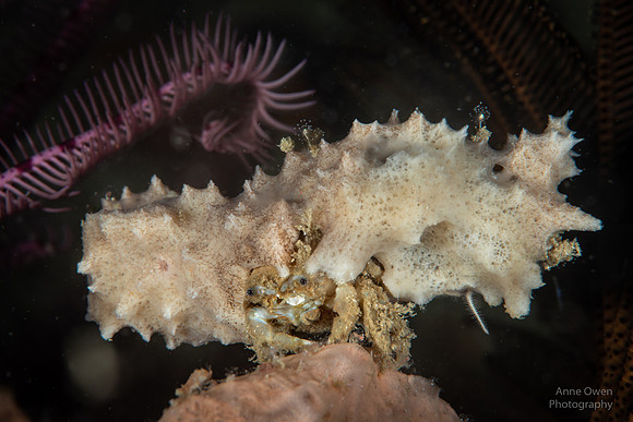Sponge Decorator Crab