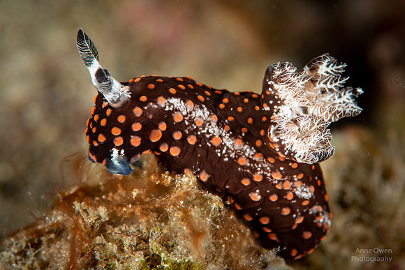 Nembrotha Nudibranch
