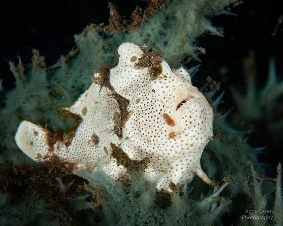 Painted Frogfish