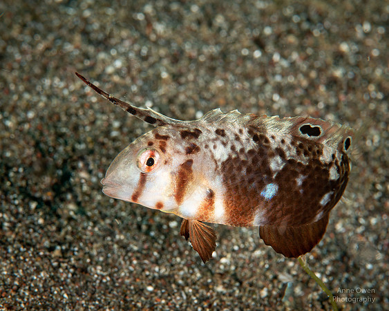 Peacock Razorfish Juvenile
