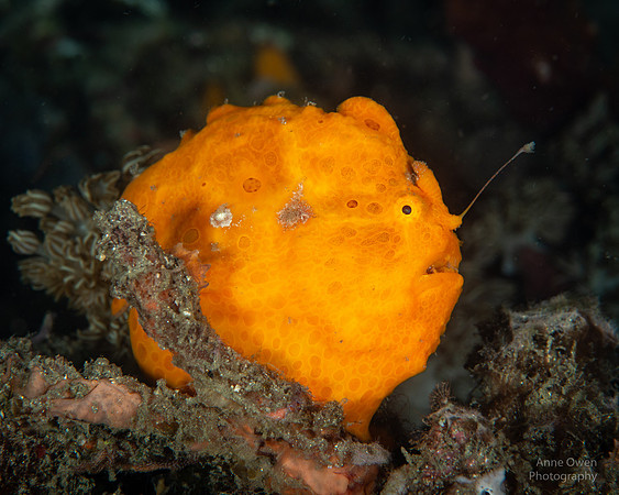 Painted Frogfish with extended lure