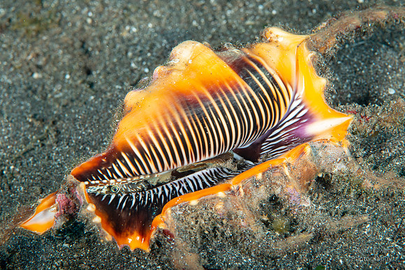Scorpion Spider Conch Eyeball