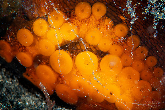 Octopus inside a broken beer bottle