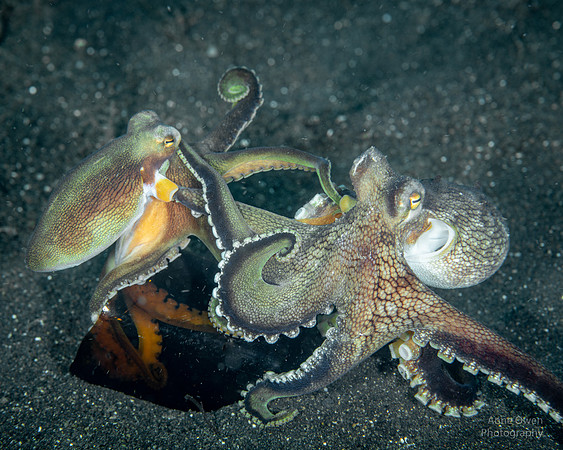 Two Coconut Octopus dispute ownership of a broken bottle