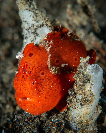 Painted Frogfish