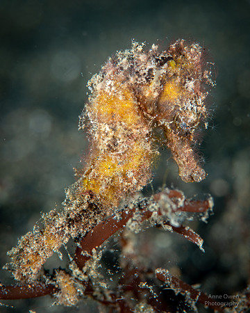 Seahorse