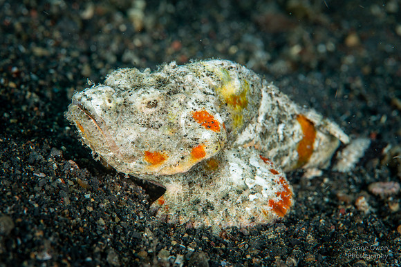 Humpbacked Scorpionfish