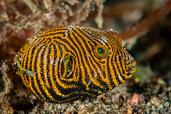 Star Puffer Juvenile