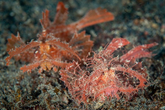 Ambon Scorpionfish Pair
