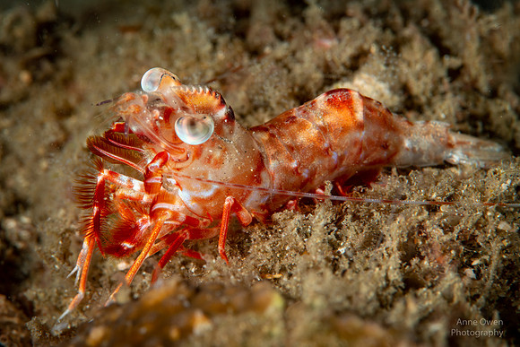 Humpback Prawn