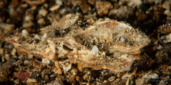 Lobed Elbow Crab