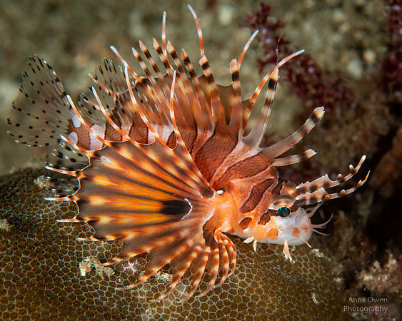 Zebra Lionfish