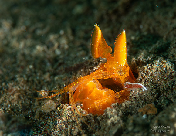 Spearing Mantis Shrimp in burrow