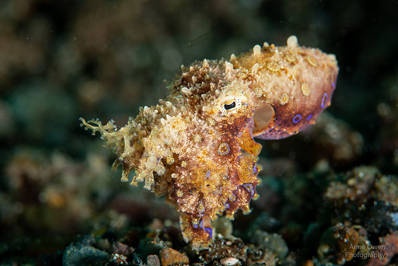 Blue-ringed Octopus