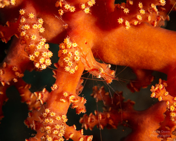 Transparent Gorgonian Shrimp